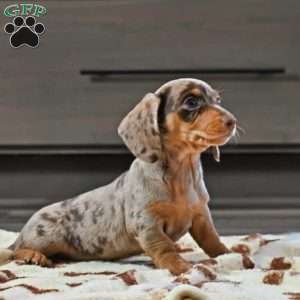 Lilly, Dachshund Puppy